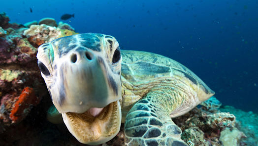 Unscripted TV Skills Fund