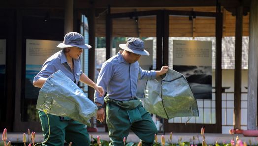 Two people in protective clothing wade through a leafy pond