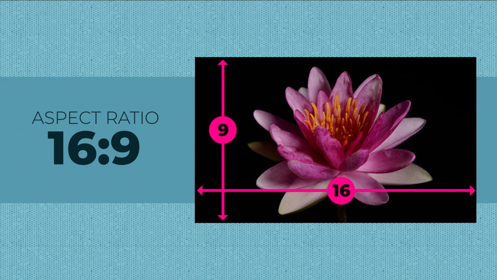 Screenshot from the e-learning module of an image of a flower being measured in a 16x9 aspect ration